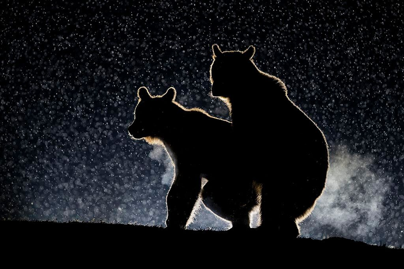 Image: Bence Mate/ Comedy Wildlife Photo Awards